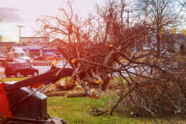How Our Tree Care Process Works  in  Auburn, IL