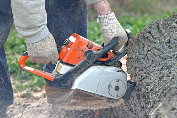 Lawn Watering Services in Auburn, IL