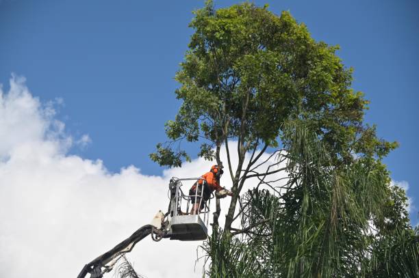 Professional Tree Care in Auburn, IL
