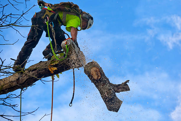 Best Fruit Tree Pruning  in Auburn, IL